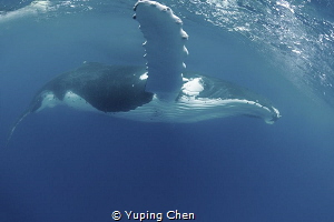 Portrait of humpback whale/Humpback whale/Vava'u Tonga by Yuping Chen 